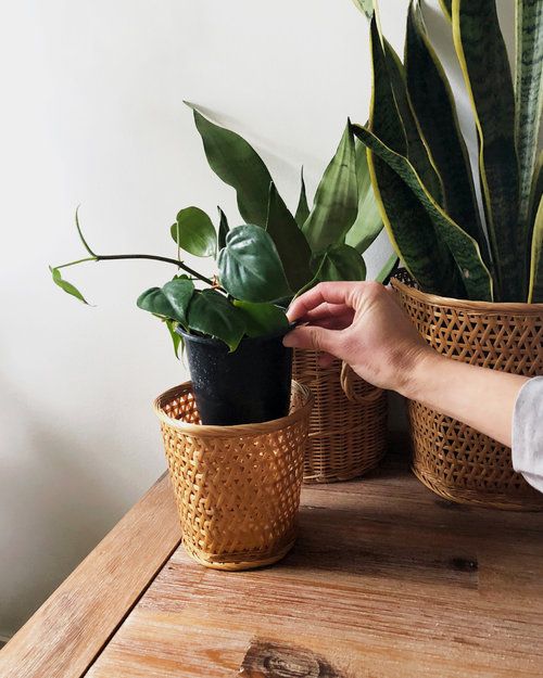 Planting in a Pot Without Drainage Holes — Fieldnotes by Studioplants