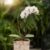Best Orchid Planters Uk References