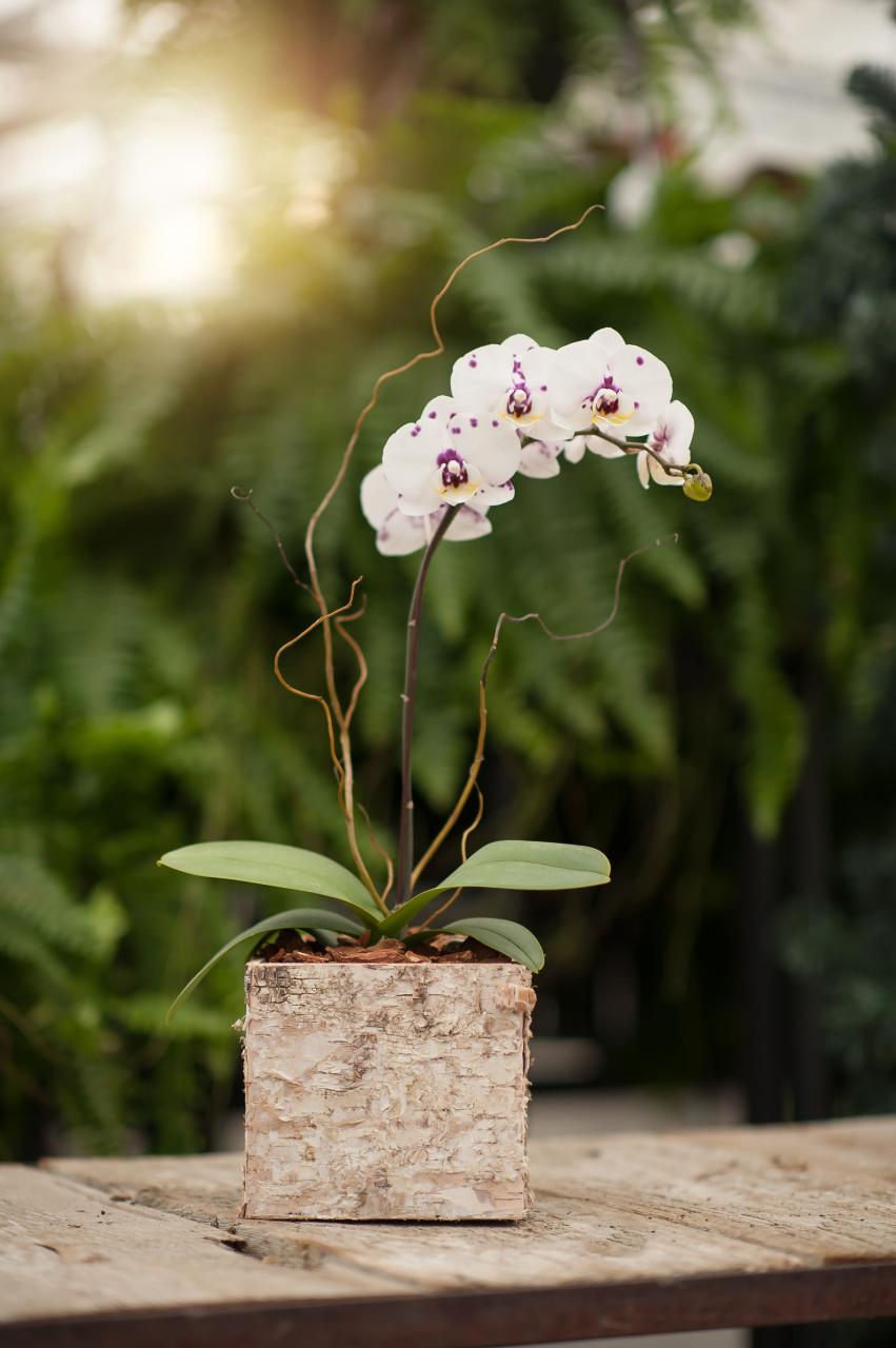 Woodland Orchid Planter Orchids, Indoor Plants + Floral West Coast
