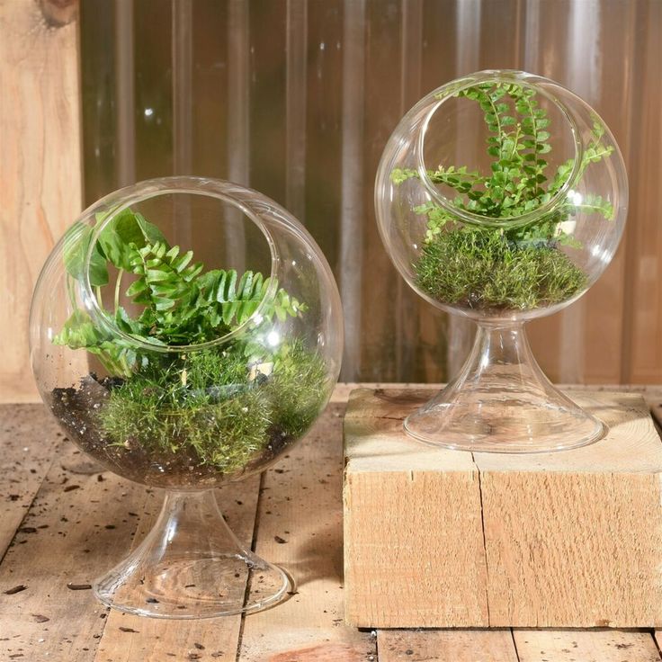 SET OF 2 Large Round Terrariums Clear Glass Planter Tabletop Indoor