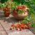 Easy What To Plant In A Strawberry Planter Ideas