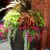 Creative Planter Flowers For Sun Ideas